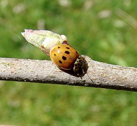 10-spot ladybird